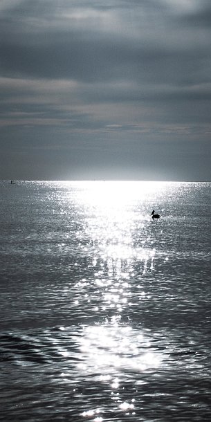 The Shimmering