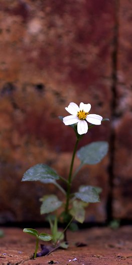 Perseverance