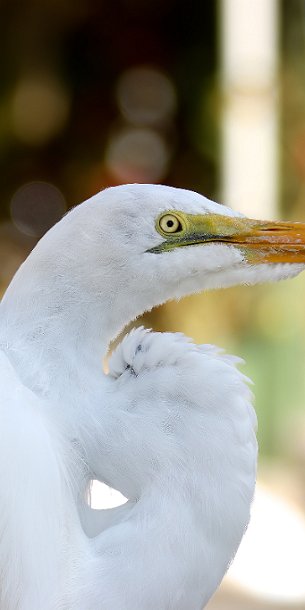 Eye of the Egret