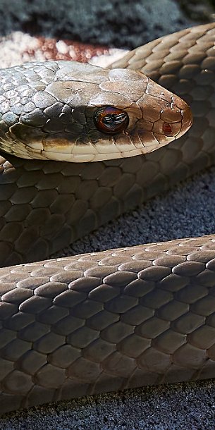 Parseltongue